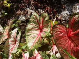 Caladium