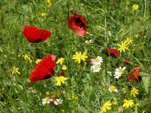 Poppies